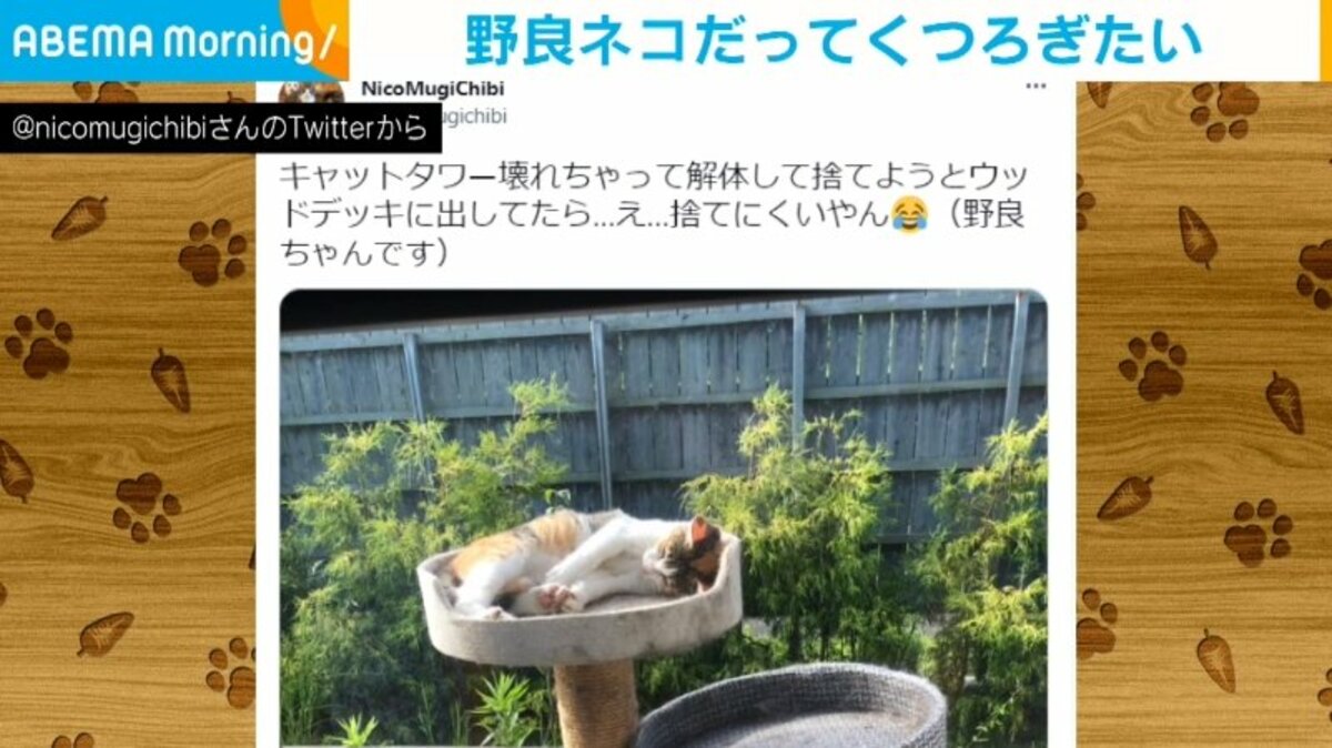 庭に置いた解体予定のキャットタワー まさかの来客に持ち主「しばらく 