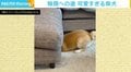 小さい時に潜っていた隙間、体が大きくなっても入りたい！ 挑戦を続ける柴犬に反響
