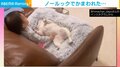 仲良しな娘でも雑な“なでなで”は許せなかった犬 “クセ強”な全力アピールが話題