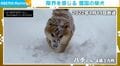 あれから4年半…雪に埋もれていた柴犬の“現在の姿”が話題「今でも雪の日のお散歩は大好き」