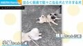 “ほふく前進で駄々をこねる犬”と“マネする犬” 格の違いを見せつける姿に「どや!!って顔したねw」「表情が豊かすぎてたまらない」と反響