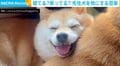 寝てる?笑ってる?豆柴が先住犬を枕にする様子に「たまらん…!」「なんて癒しの動画」と絶賛の声