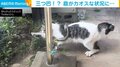 のら猫VSヘビVS鳥 庭で行われる“三つ巴”に「大渋滞過ぎんか」「すごい情報量で処理しきれませんw」と話題