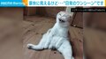 飼い主「笑わせてもらってます」 “ツンデレ”猫が見せる豪快な表情 「かおw」「寝起きの俺w」と反響