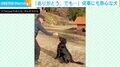 愛犬とボール投げ遊びをしたら…まさかの事態で飼い主「ありがとう。でも、あーーー」複雑な心情