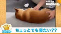【映像】飼い主に押されて床を滑っていく柴犬