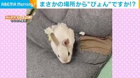 部屋の中で行方不明になったウサギ…想定外の場所から現れる“衝撃的な瞬間”