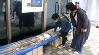 重すぎ…“寿司1万貫分”のダイオウイカを展示