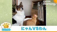 ストーブ前を譲って欲しい犬 陣取る猫に“アピール”する姿が反響