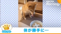 ご飯を食べたい気持ちが溢れ出る犬の行動