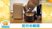 【映像】炊飯器を開けちゃう猫