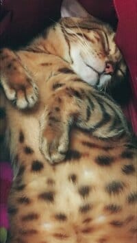 叶姉妹『とうとう…、私の…大切な…✨✨』