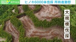 「頭にきている」「何のためにしたのか」間伐のはずが… 勝手にヒノキ6000本伐採 所有者激怒