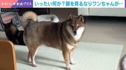 顔を見るなりワンちゃんが…尻尾を下げる柴犬の姿に「なんかやらかしたな」と反響続々
