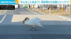 「水の上では優雅なのに…」 低姿勢で車道を横断する“白鳥” 「申し訳なさそうに渡ってる」「歩行鳥優先でお願いします！」と反響