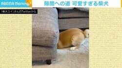 小さい時に潜っていた隙間、体が大きくなっても入りたい！ 挑戦を続ける柴犬に反響