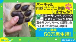 グミを用意するだけで癒し体験！ 子ライオンの”バーチャル・肉球プニプニ動画”が50万再生の大反響