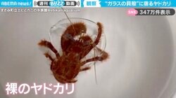 「ちゅるん！」ガラスの貝殻に宿る、“裸のヤドカリ”の様子に「かわいすぎてひとまず10回見た」「普段見れないので、気になる！」と反響