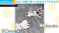 “ほふく前進で駄々をこねる犬”と“マネする犬” 格の違いを見せつける姿に「どや！！って顔したねw」「表情が豊かすぎてたまらない」と反響