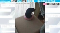 「今年は寒かったもんねぇ」湯たんぽから離れない猫の姿に「一秒たりとも離れたくない笑」「予備を買うしかありません」