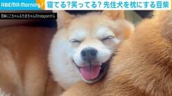 寝てる？笑ってる？豆柴が先住犬を枕にする様子に「たまらん…！」「なんて癒しの動画」と絶賛の声