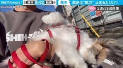 散歩のはずが全脱力して飼い主に抱かれる犬 止まった際の秀逸リアクションに「めちゃくちゃ可愛すぎ」330万回再生
