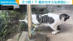 のら猫VSヘビVS鳥 庭で行われる“三つ巴”に「大渋滞過ぎんか」「すごい情報量で処理しきれませんw」と話題