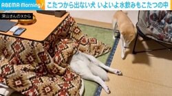 「怠惰の極み」こたつが好きすぎるハスキー犬、水分補給する姿に「これ私もやってる」「トイレ以外は出たくないよねw」と共感の声続々