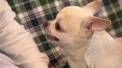 カキカキすると豹変…猛獣のように襲いかかるチワワに、田村裕が絶叫「顔が凶器やん！」