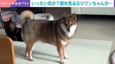 顔を見るなりワンちゃんが…尻尾を下げる柴犬の姿に「なんかやらかした