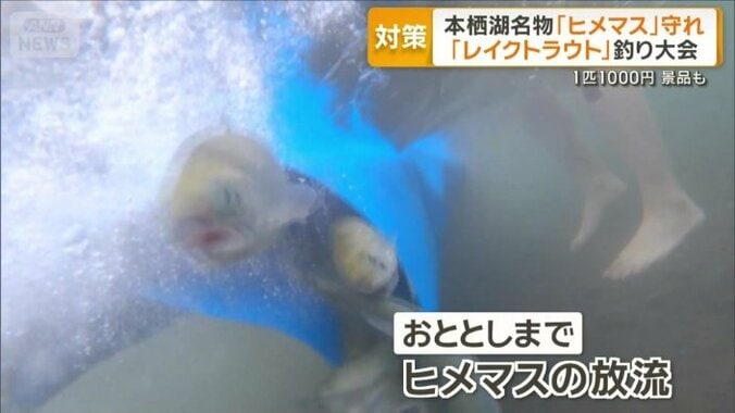 おととしまでヒメマスの放流を行っていたが…