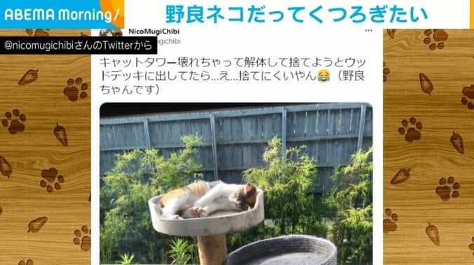 庭に置いた解体予定のキャットタワー まさかの来客に持ち主「しばらくの間置いておくことに」 1枚目