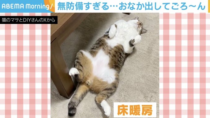 ネコのマサくん