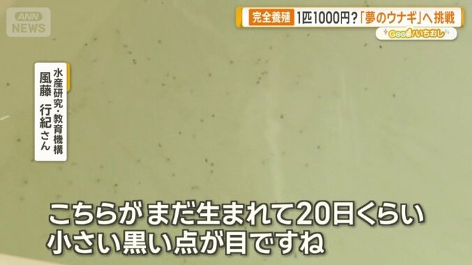 ウナギの赤ちゃん