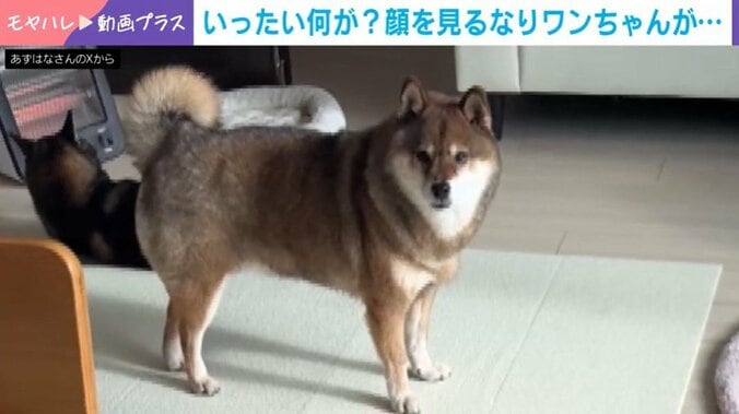 柴犬の花ちゃん
