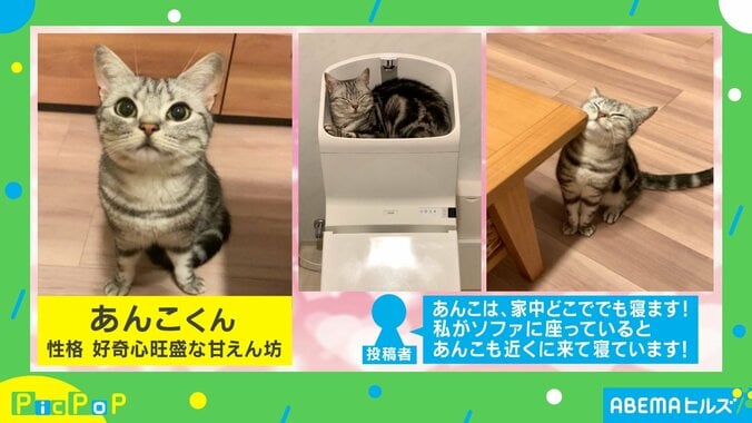 香箱座りの猫がオフモード突入時の流れに「充電切れちゃったかな」「保存＆リピート確定!!」絶賛の声 2枚目