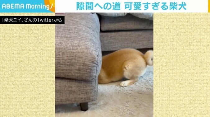 小さい時に潜っていた隙間、体が大きくなっても入りたい！ 挑戦を続ける柴犬に反響 1枚目