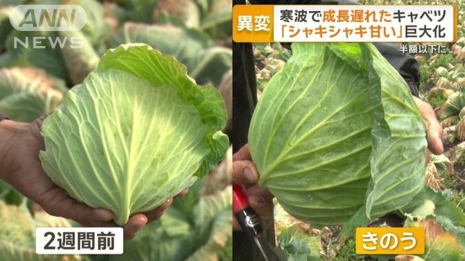 一回りほど大きく成長