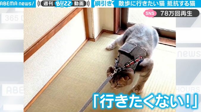 一体、何が起こった？ 猫2匹が鋭い眼光… 散歩用リードで“綱引き合戦” 負けられない戦いが勃発 「可愛すぎる」「爆笑してしまいました」 2枚目