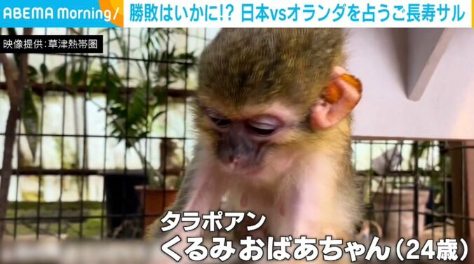 タラポアン