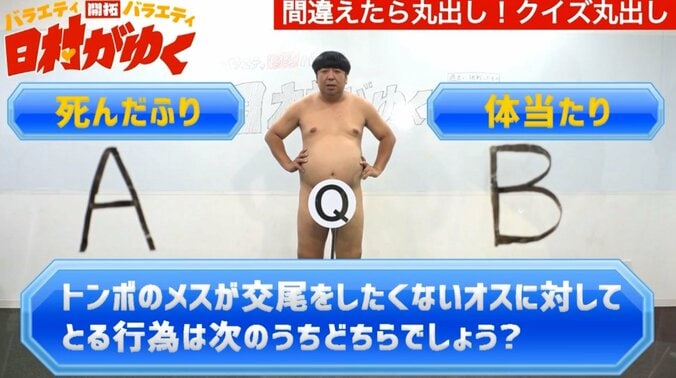 バナナマン日村、“間違えたら丸出し”になる「クイズ丸出し」など裸芸に挑戦 8枚目
