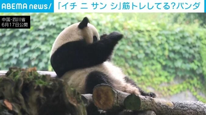 パンダ