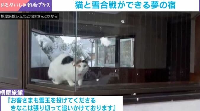 猫のきなこちゃん