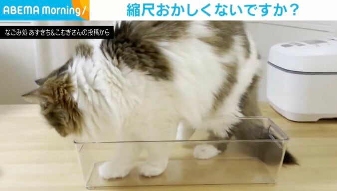 猫のこむぎくん