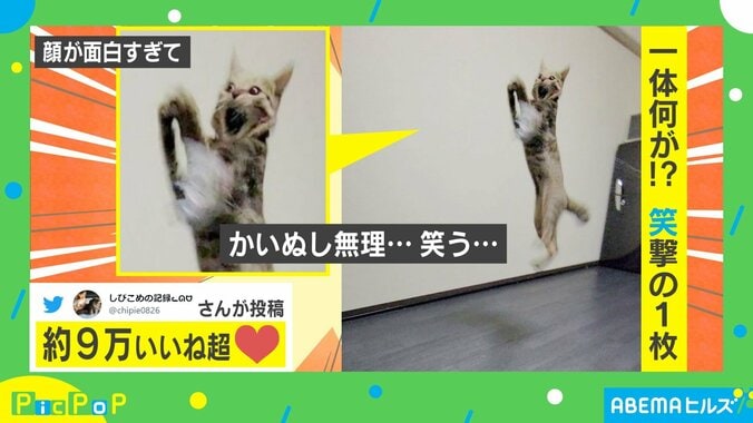 遊んでいるときの表情が面白すぎるネコが話題 飼い主「無理…笑う…ｗ」 1枚目