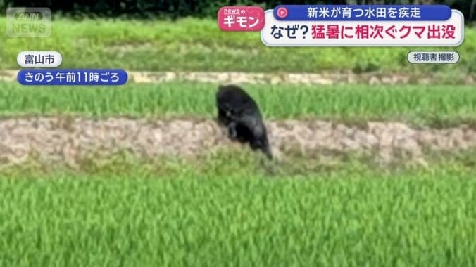 富山でも田んぼに現れたクマ