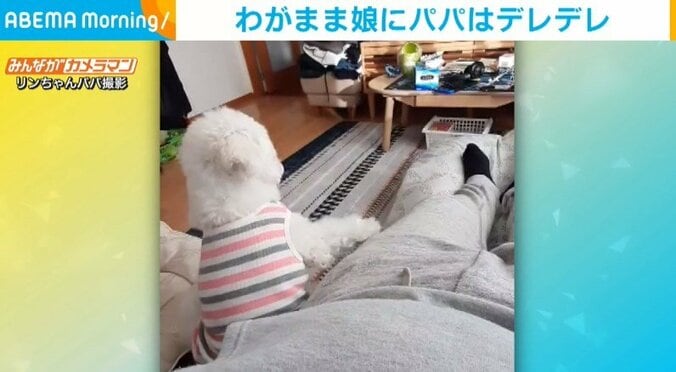 飼い主パパを“下に見ている”犬がマッサージを要求 手を止めると催促してくる姿が話題 1枚目