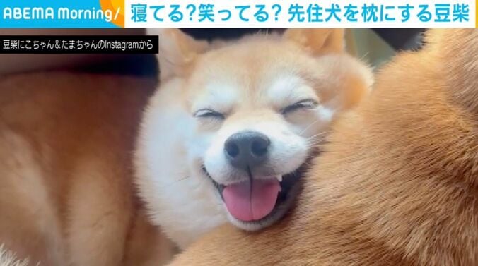 豆柴のにこちゃんと、たまちゃん