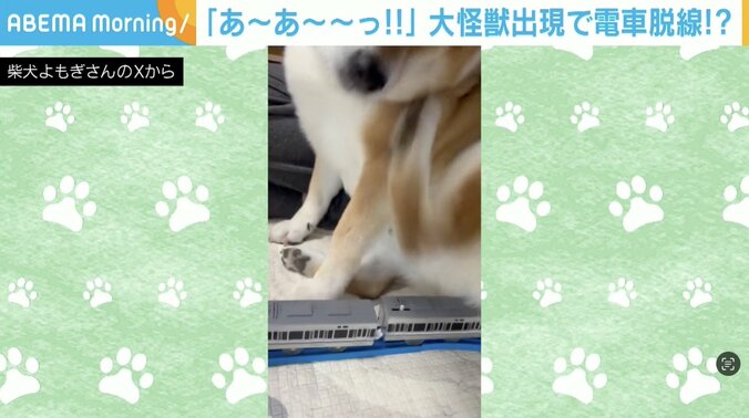 柴犬のよもぎくん