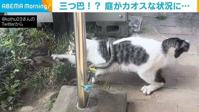 のら猫VSヘビVS鳥 庭で行われる“三つ巴”に「大渋滞過ぎんか」「すごい情報量で処理しきれませんw」と話題 1枚目